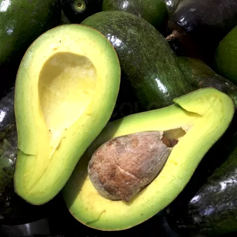 Avocado