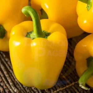 Bell Pepper Yellow