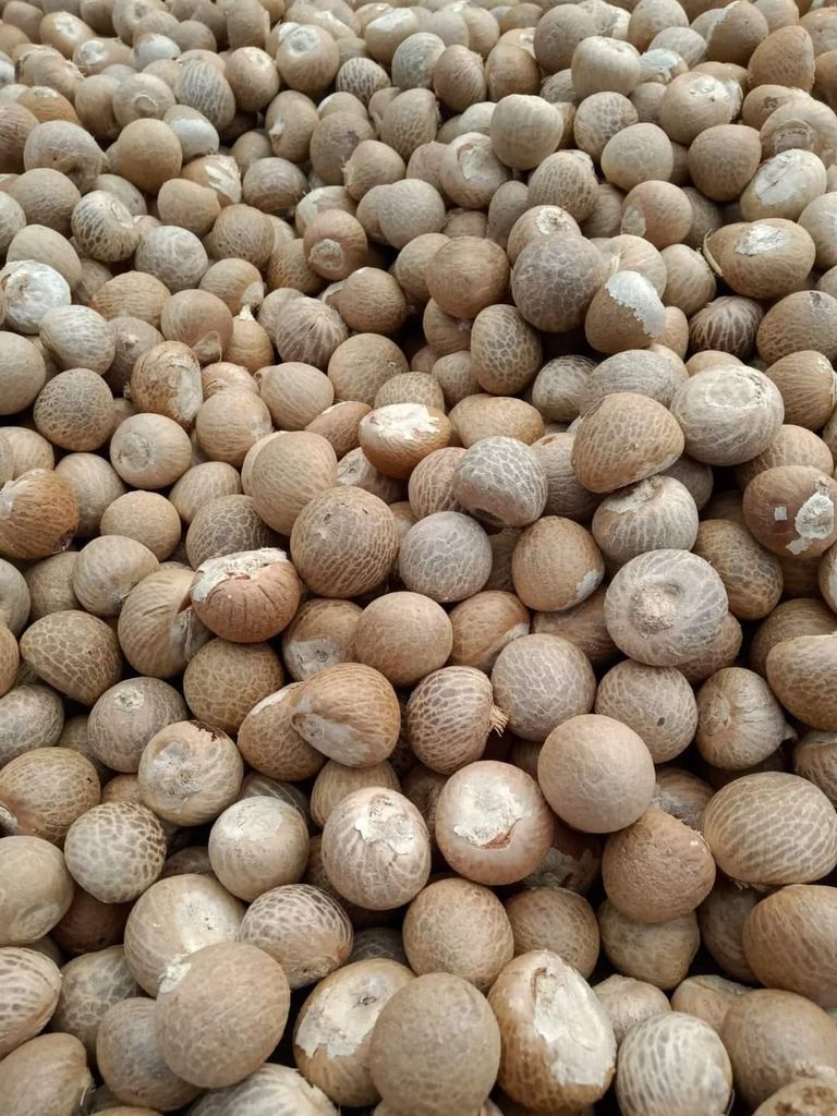 Betel Nuts (areca nuts)