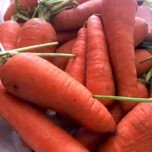 Carrots Baguio