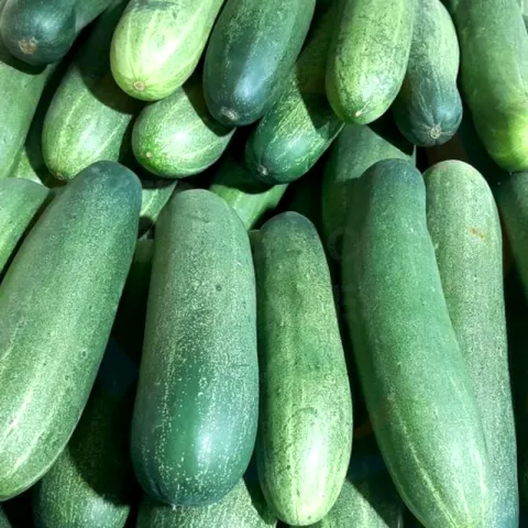Cucumber
