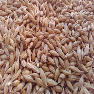Feed Barley