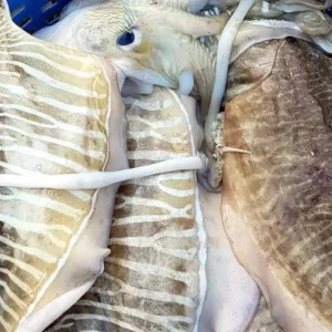 Frozen Cuttle Fish