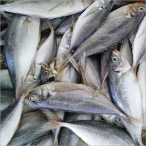 Frozen Horse Mackeral