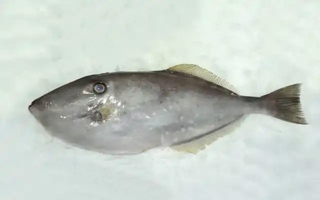 Frozen Leather Jacket