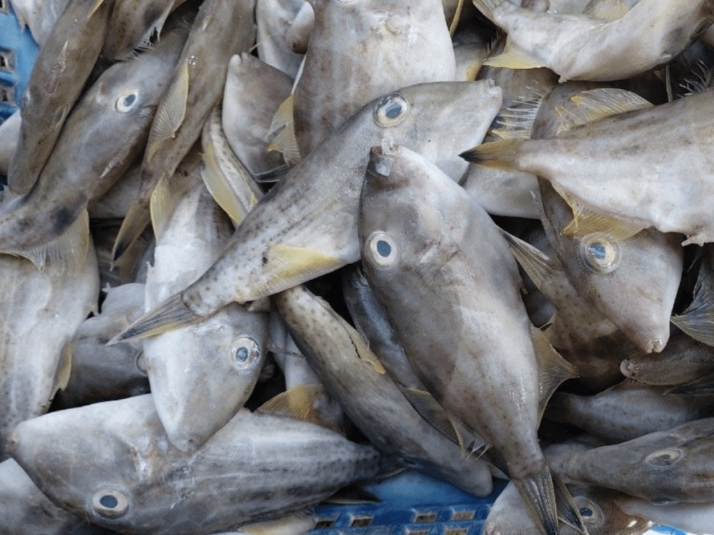 Frozen Leather Jacketd