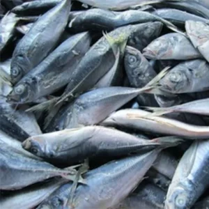 Frozen Mackerel Fish