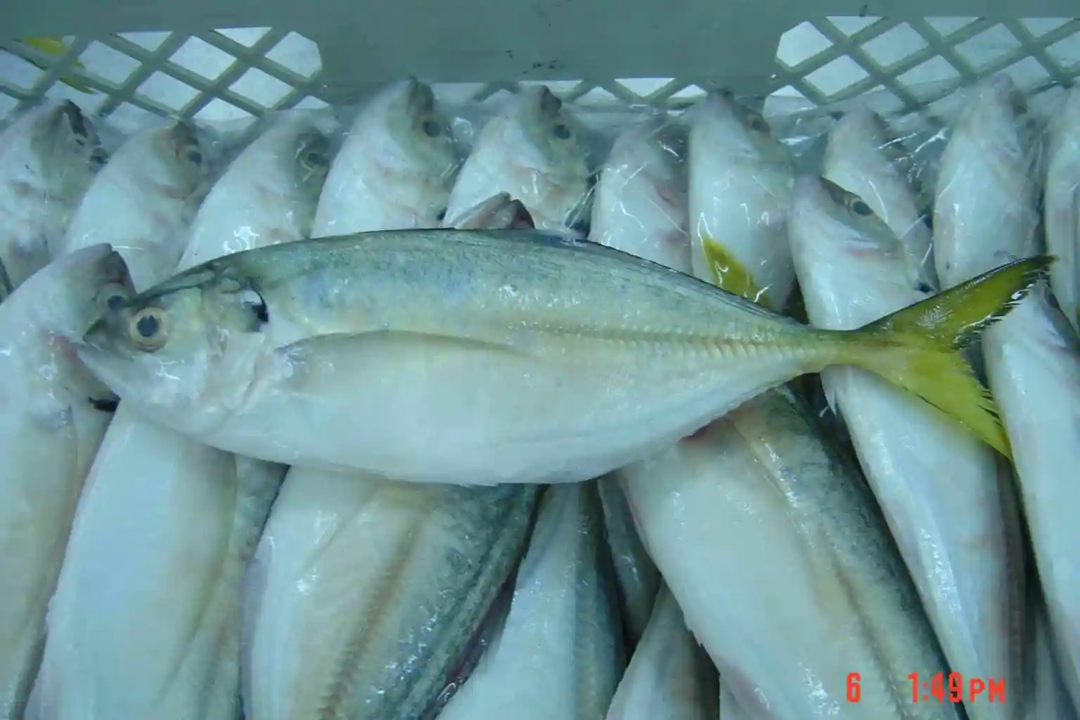 Frozen Malabar Trevally