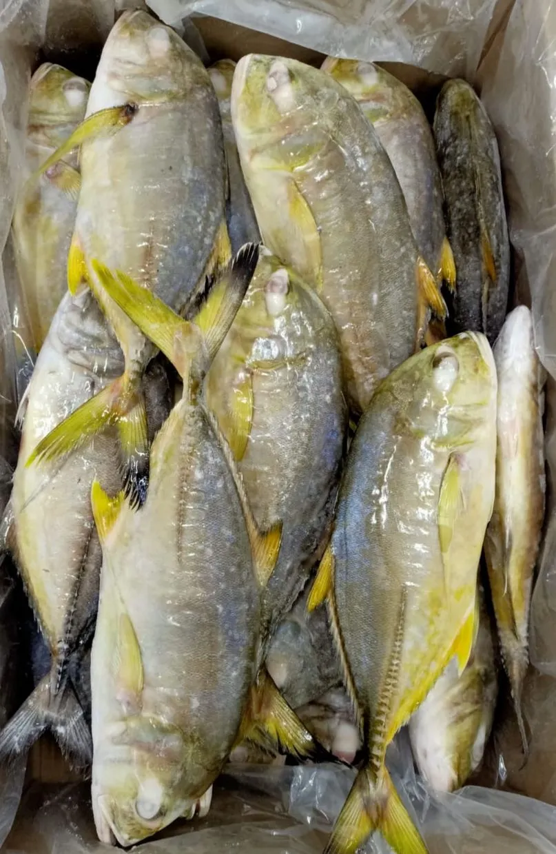 Frozen Malabar Trevallyc