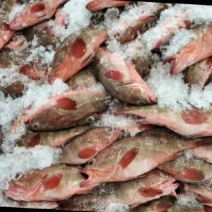 Frozen Reef Cod