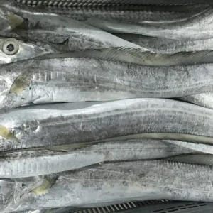 Frozen Ribbon Fish