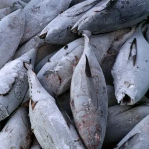 Frozen Tuna Fish
