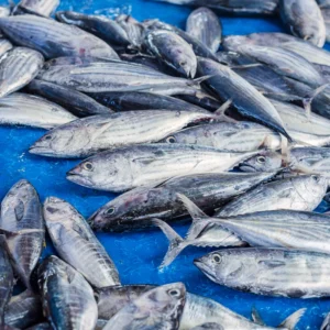 Frozen White Tuna