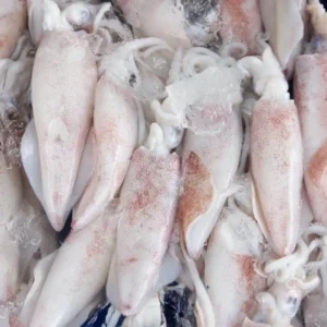 Frozen Whole Squid