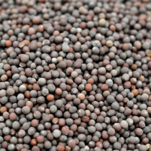 Black Mustard Seeds