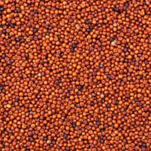 Red Sorghum