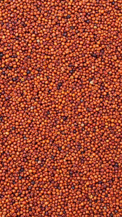 Red Sorghum