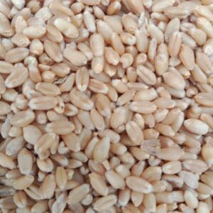 Standard White Wheat
