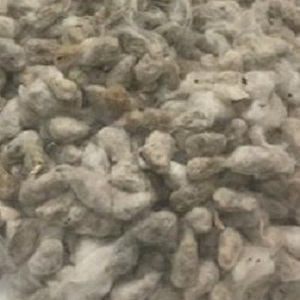 Whole Cotton Seed