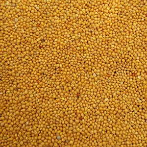 Yellow Millet