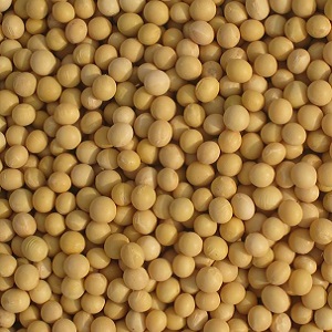 Organic dry soyabean seeds